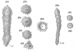 Clavulina parisiensis sensu Goës, 1894 not d'Orbigny = ?Pseudoclavulina sp.