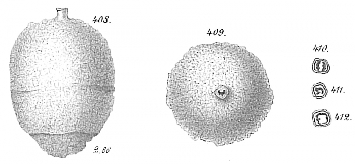 Clavulina rudis Clavulina rudis
