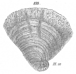 Cornuspira striolata, author: Cedhagen, Tomas
