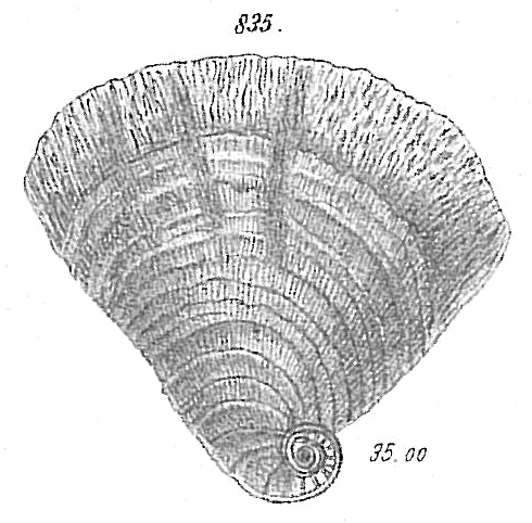 Cornuspira striolata Cornuspira striolata
