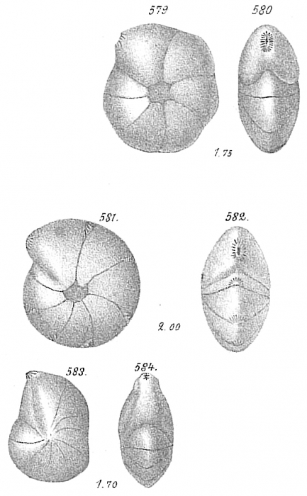 Cristellaria articulata Brady 1884 sp. = Lenticulina atlantica (Barker, 1960) according to Jones (1994) = L. tasmanica (Hayward et al. (2010)) Cristellaria articulata Brady 1884 sp. = Lenticulina atlantica (Barker, 1960) according to Jones (1994) = L. tasmanica (Hayward et al. (2010))