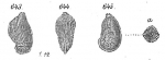 Cristellaria bradyi