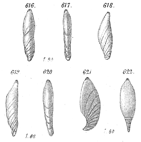 Cristellaria complanata Cristellaria complanata