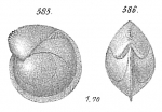 Cristellaria crassa