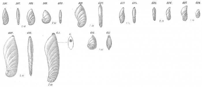 Cristellaria crepidula Cristellaria crepidula