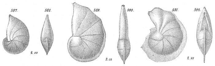 Cristellaria gibba Cristellaria gibba