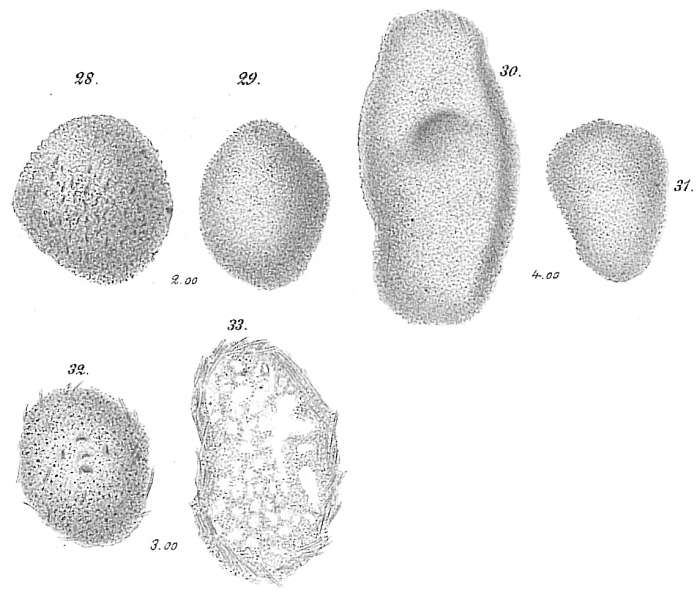 Crithionina granum Crithionina granum