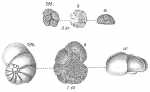 Discorbina obtusa