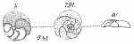 Discorbina parisiensis sensu Goës (1894) not Rosalina parisiensis d'Orbigny