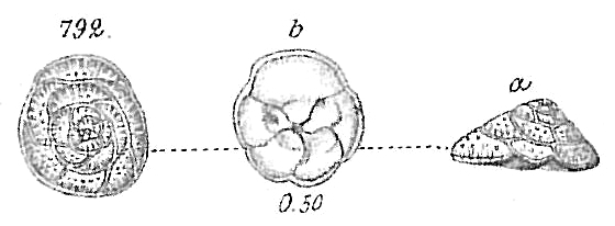 Discorbina rosacea