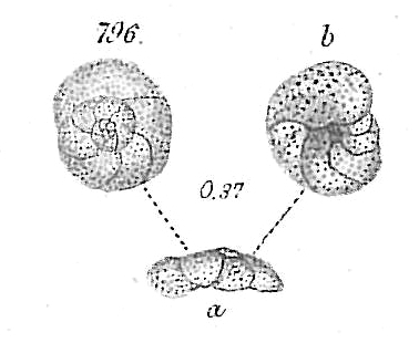 Discorbina vilardeboana Discorbina vilardeboana