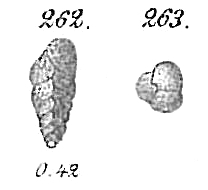 Eggerella arctica Eggerella arctica