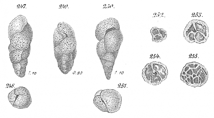 Eggerella scabra Eggerella scabra