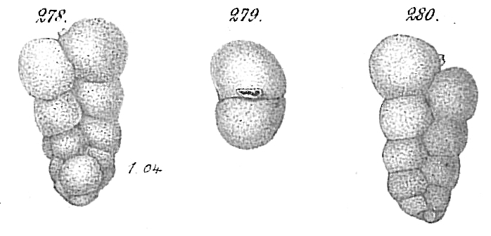 Gaudryina chilostoma Gaudryina chilostoma