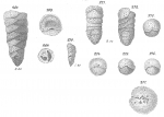 Gaudryina pupoides