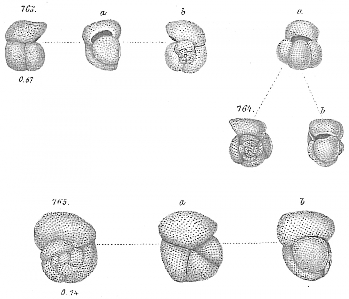 Globigerina inflata (in part) - 764a is NOT G. inflata Globigerina inflata (in part) - 764a is NOT G. inflata
