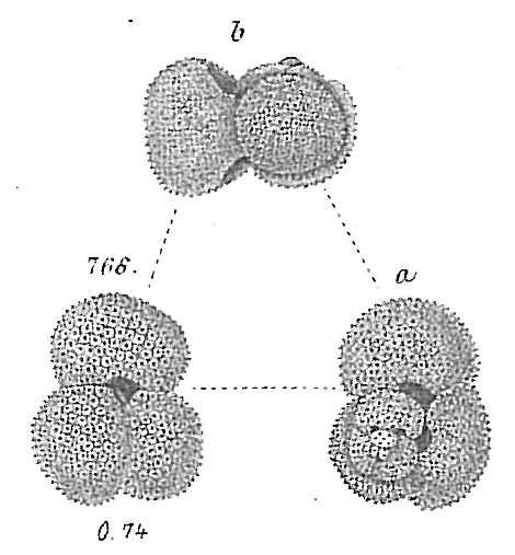 Globigerina rubra Globigerina rubra