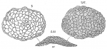 Gypsina inhaerens