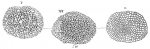 Gypsina vesicularis intermedia
