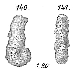 Haplophragmium agglutinans