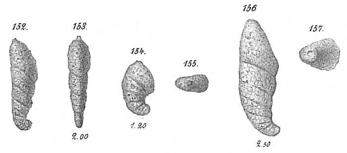 Ammotium cassis Ammotium cassis