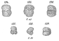 Haplophragmium glomeratum