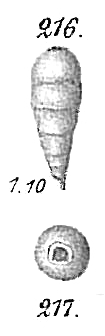 Hippocrepina indivisa Hippocrepina indivisa