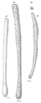 Hyperammina elongata, author: Cedhagen, Tomas