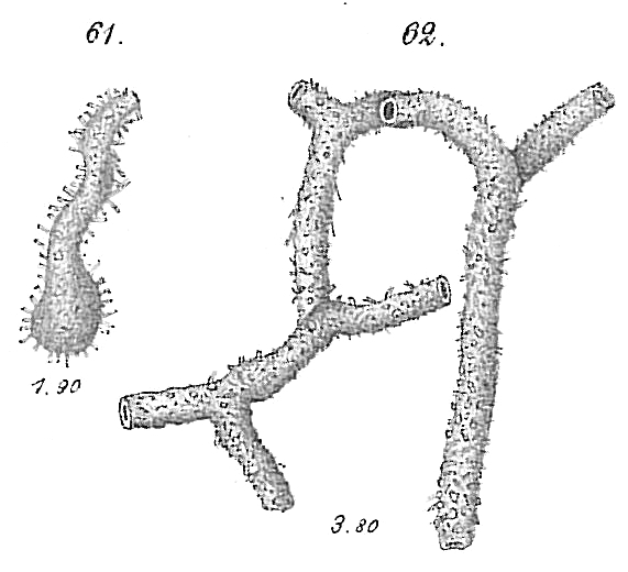 Hyperammina ramosa Hyperammina ramosa