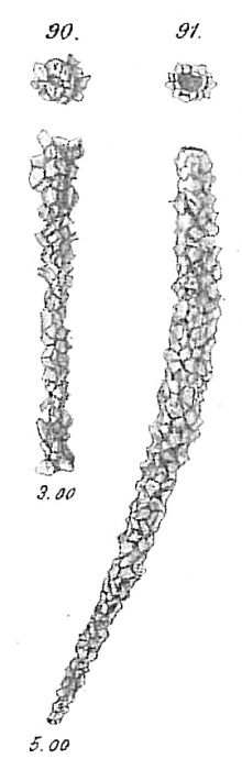 Jaculella obtusa Jaculella obtusa