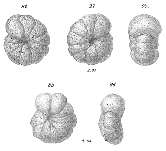 Labrospira crassimargo Labrospira crassimargo