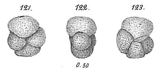 Haplophragmium nitidum Goës, 1896 Haplophragmium nitidum Goës, 1896