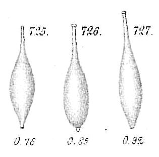 Lagena clavata Lagena clavata