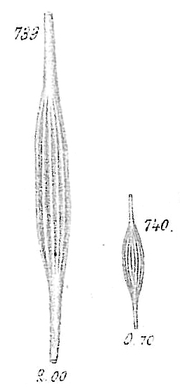 Lagena distoma Lagena distoma