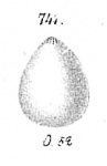 Lagena globosa, author: Cedhagen, Tomas