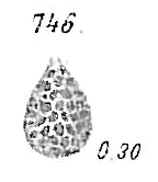 Lagena hexagona Lagena hexagona