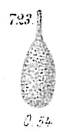 Lagena hispida Lagena hispida
