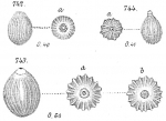 Protozoa