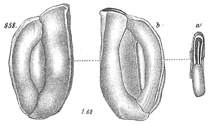 Miliolina angulata Miliolina angulata