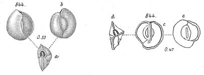 Miliolina auberiana, author: Cedhagen, Tomas