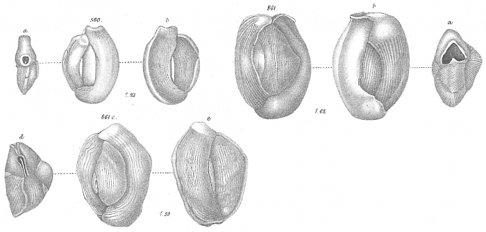 Miliolina bicornis Miliolina bicornis
