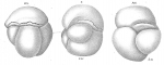 Miliolina bucculenta
