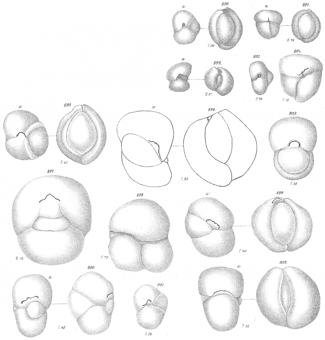 Miliolina bucculenta Miliolina bucculenta