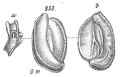 Miliolina concava Miliolina concava