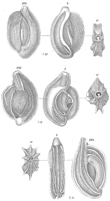 Miliolina pulchella Miliolina pulchella