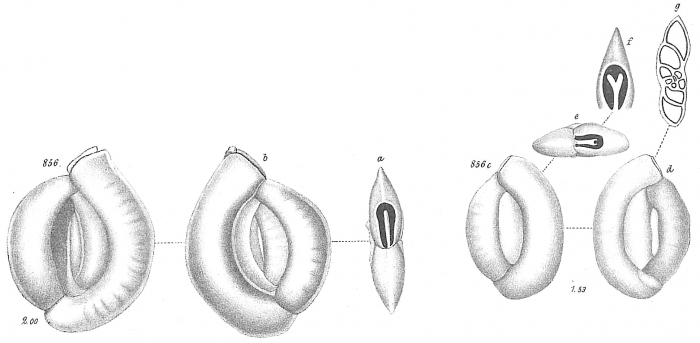 Miliolina secans Miliolina secans
