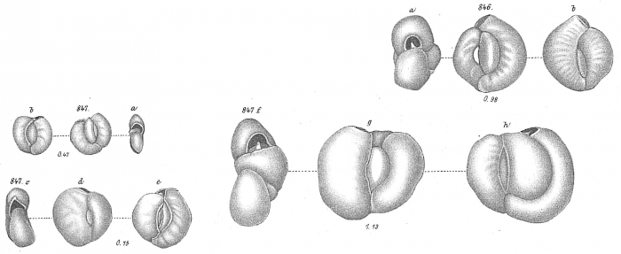 Miliolina subrotunda