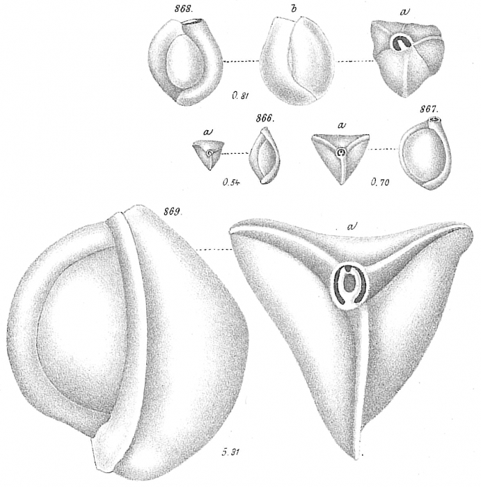 Miliolina tricarinata sensu Goës (1894) Miliolina tricarinata sensu Goës (1894)