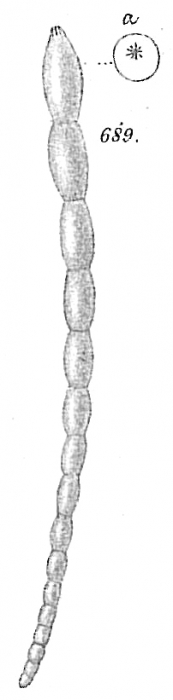 Nodosaria boueana Nodosaria boueana