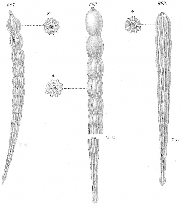 Nodosaria obliqua Nodosaria obliqua